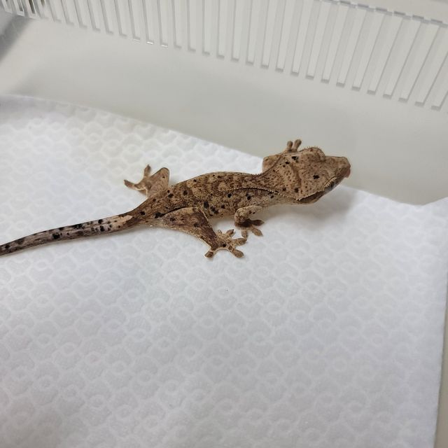 슈퍼달마시안 달마시안