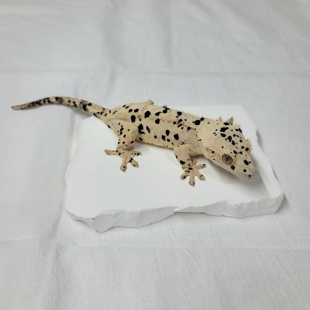 슈퍼달마시안