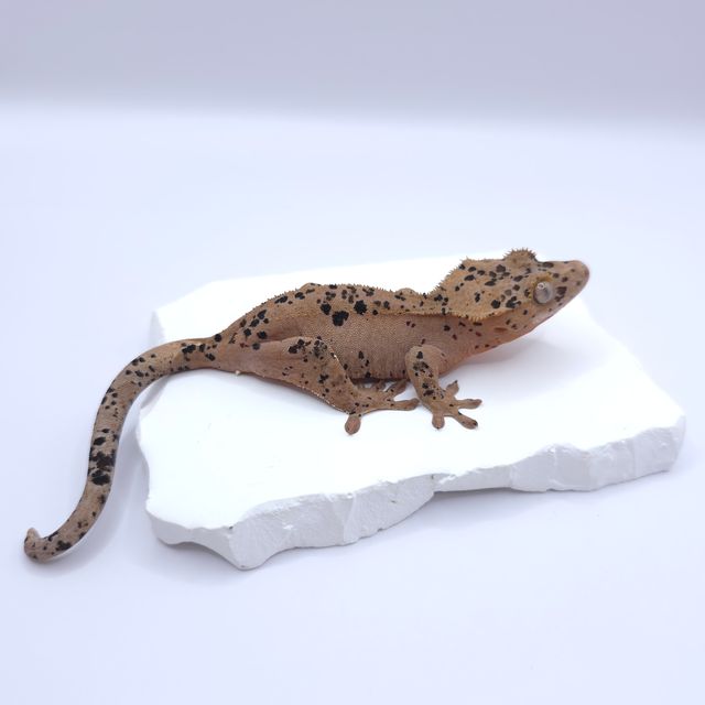 슈퍼달마시안