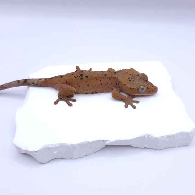 슈퍼달마시안