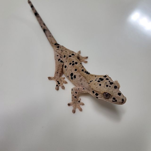 슈퍼달마시안