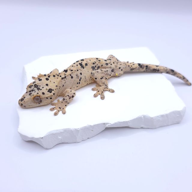 슈퍼달마시안