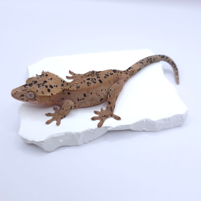 슈퍼달마시안