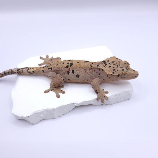 슈퍼달마시안