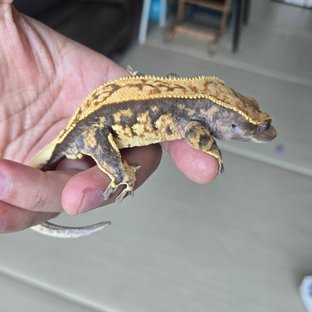 노멀 쿼드 핀스트라이프