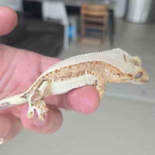 릴리100%헷아잔틱