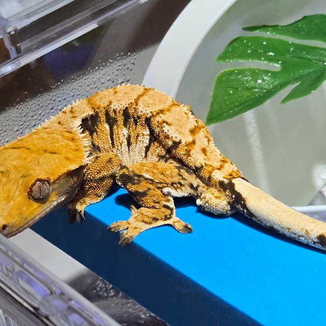 트라이 익스트림할리퀸 텐저린 화이트스팟