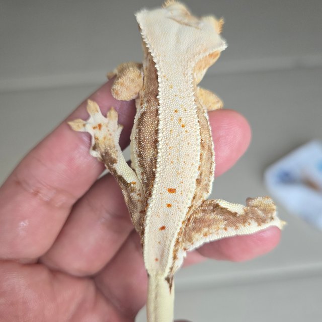 릴리100%헷아잔틱