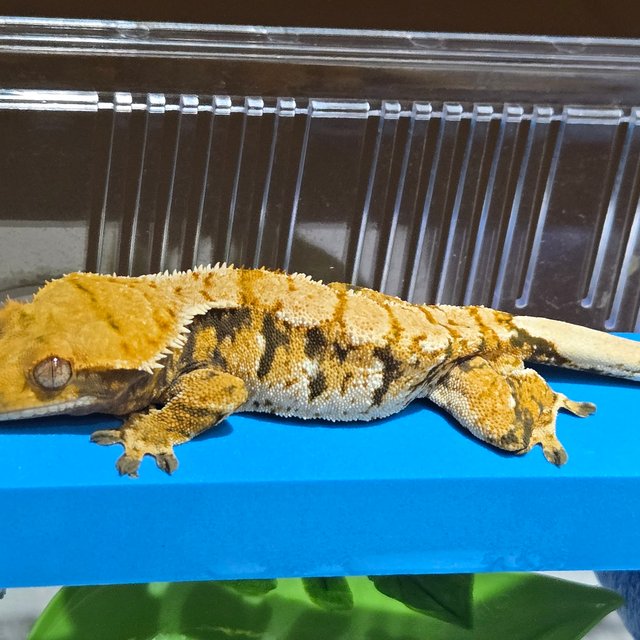 트라이 익스트림할리퀸 텐저린 화이트스팟