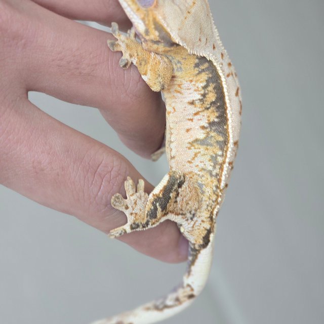 트라이 익스트림할리퀸 화이트스팟 텐저린