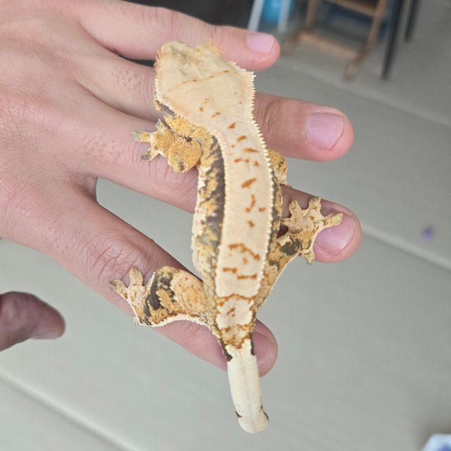 트라이 익스트림할리퀸 화이트스팟 텐저린