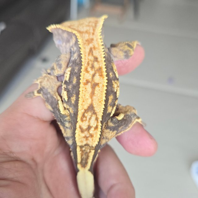 노멀 쿼드 핀스트라이프