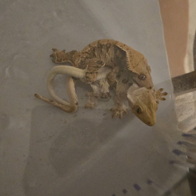 트라이 익스트림할리퀸 텐저린 화이트스팟