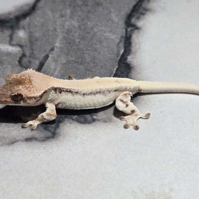 세이블 릴리100%헷아잔틱