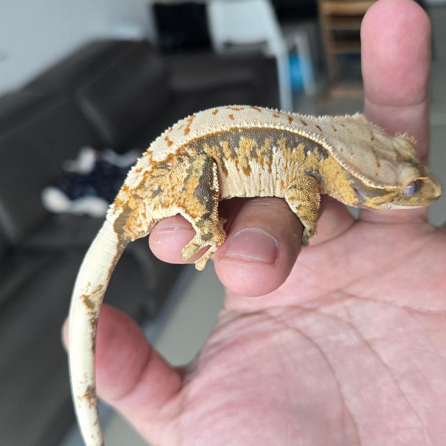 트라이 익스트림할리퀸 화이트스팟 텐저린