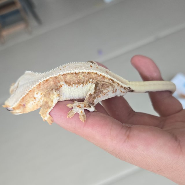 릴리100%헷아잔틱