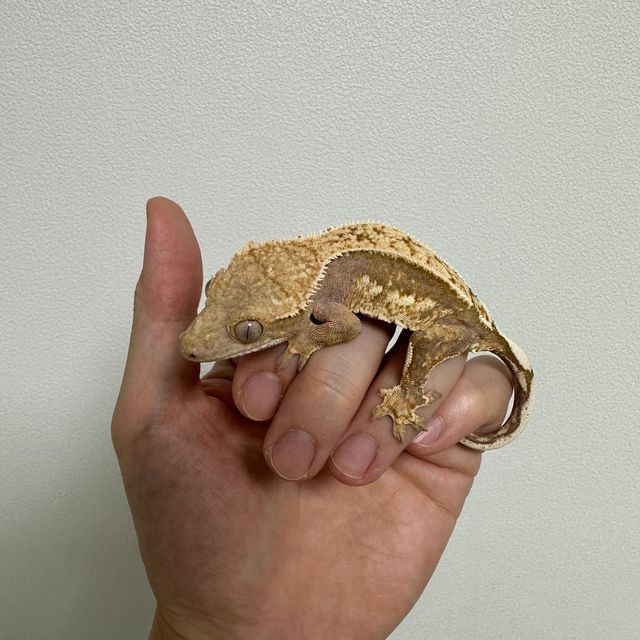 노멀