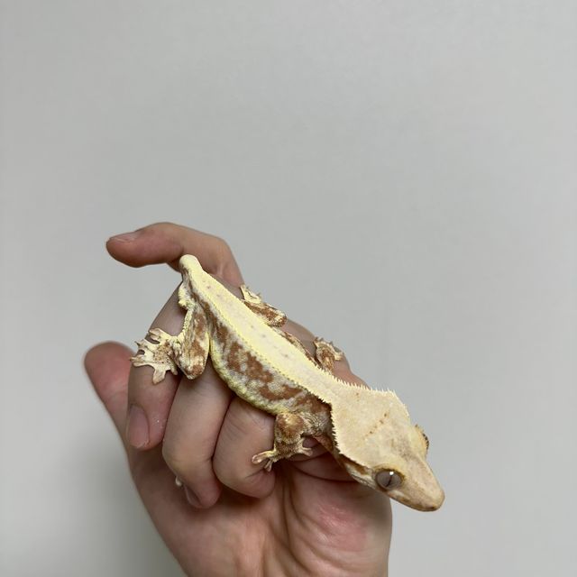 레드 릴리화이트