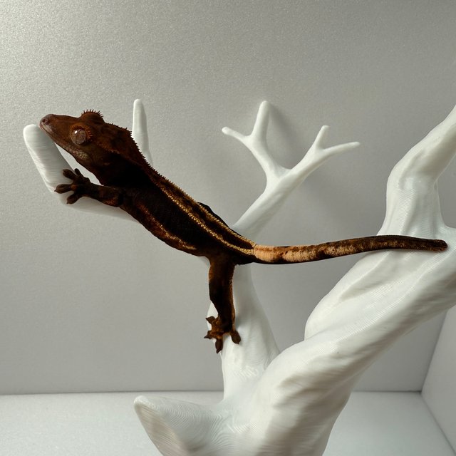 100%헷아잔틱 쿼드 풀핀