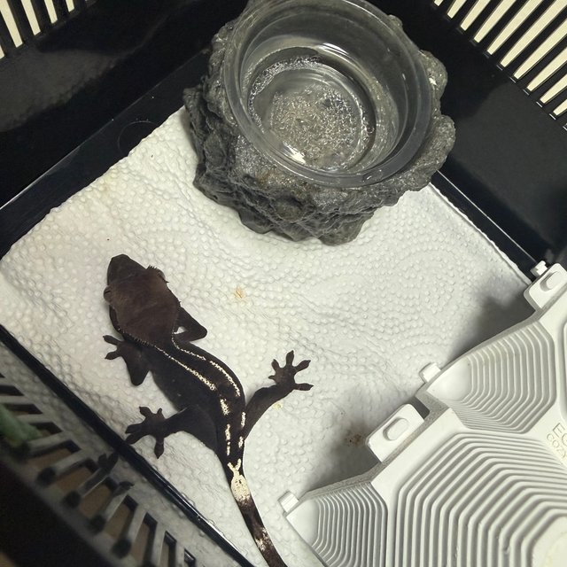 아잔틱 핀스트라이프