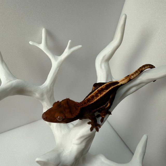 100%헷아잔틱 쿼드 풀핀