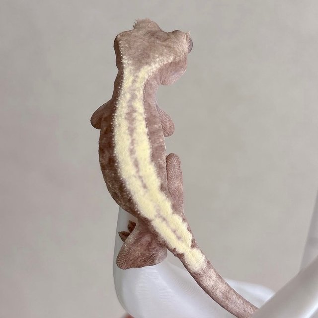 슈퍼세이블 릴리