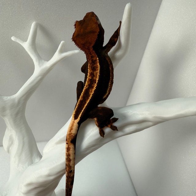 100%헷아잔틱 쿼드 풀핀