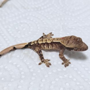 아르곤 2세