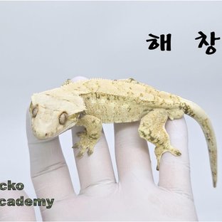 해창
