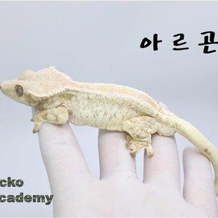 아르곤(모자이크)