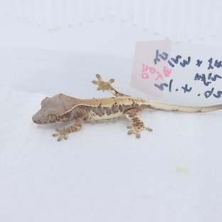 릴리세이블