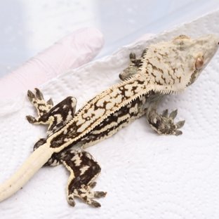 BDB렙타일 엠티백