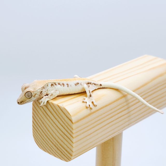 릴리화이트 솔리드백 화이트