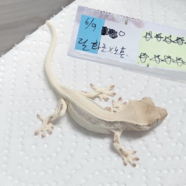 릴리화이트 솔리드백 화이트스팟