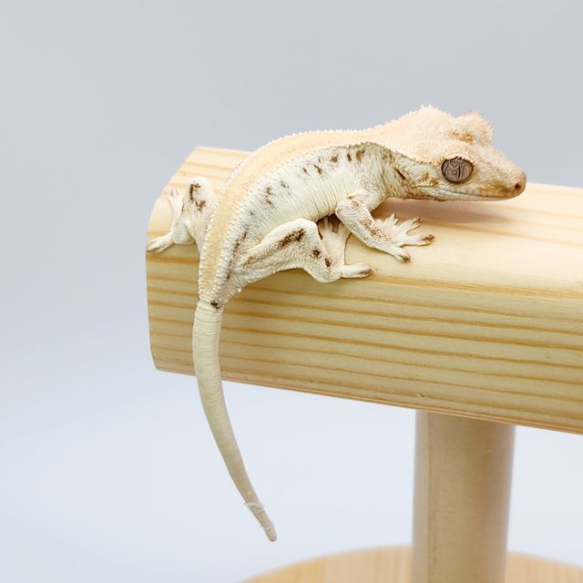 릴리화이트 솔리드백 화이트