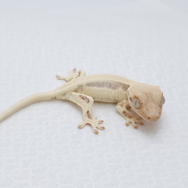 릴리화이트 솔리드백 화이트스팟