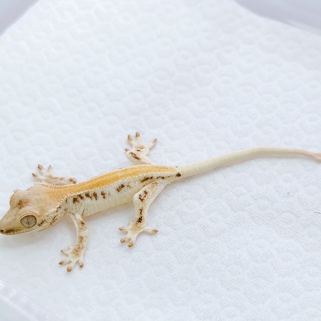 릴리화이트 솔리드백 화이트