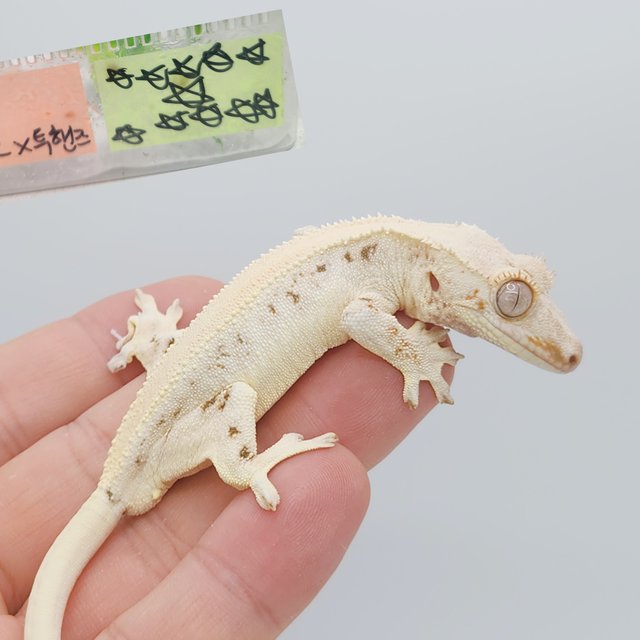 릴리화이트 솔리드백