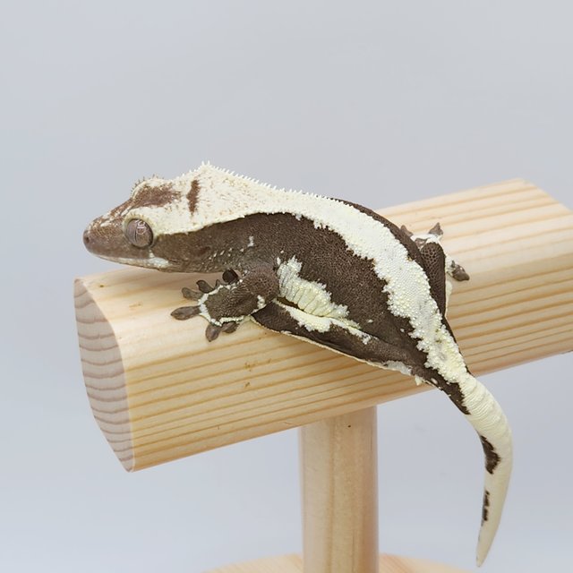 릴잔틱 솔리드백