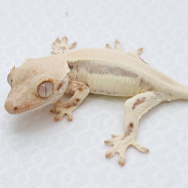 릴리화이트 솔리드백 화이트스팟