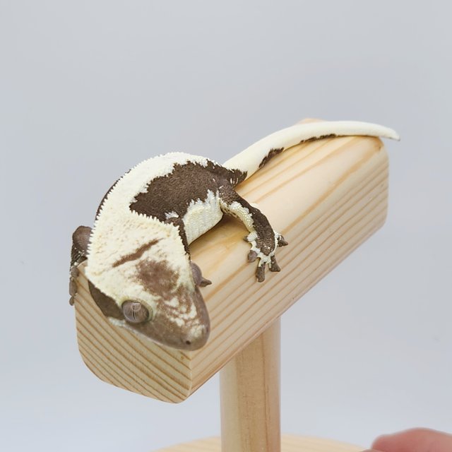 릴잔틱 솔리드백