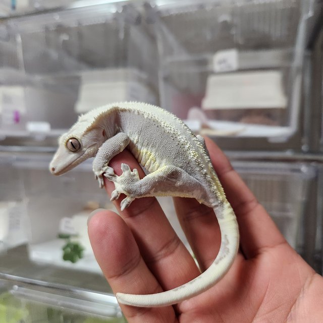 릴잔틱 솔리드백