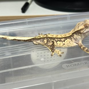 트라이 쿼드 노멀