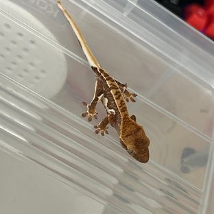 프라푸치노