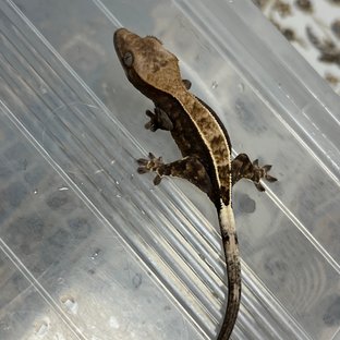 트라이 카푸치노