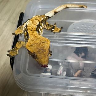 코코