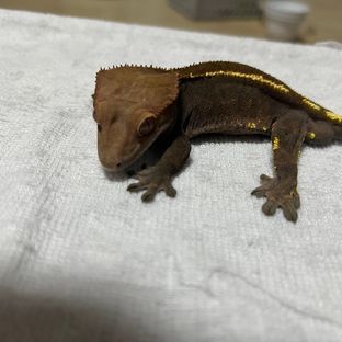 적토