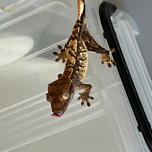 트라이 익스트림할리퀸