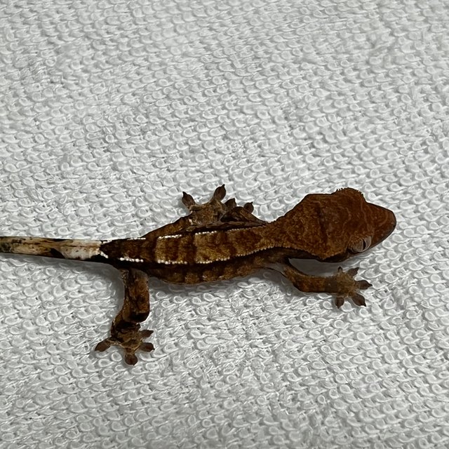 카푸치노 트라이