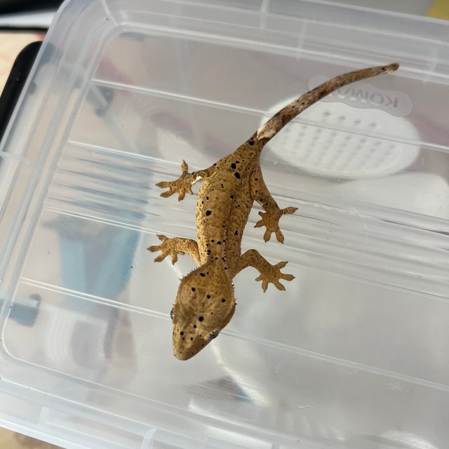 슈퍼달마시안